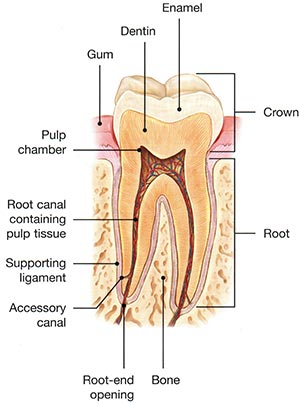 Tooth Anatomy