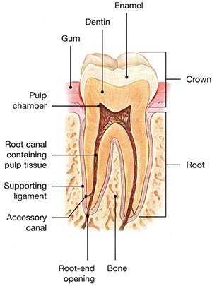 Tooth Anatomy